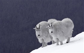 Goat on the snow HD wallpaper