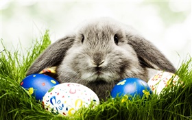 Gray rabbit and eggs HD wallpaper