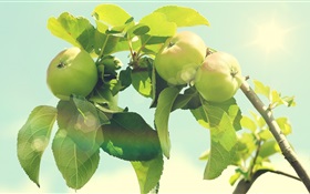 Green apple tree HD wallpaper