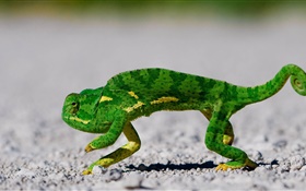 Green chameleon on the road HD wallpaper