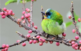 Green feather woodpecker, twigs, berries HD wallpaper