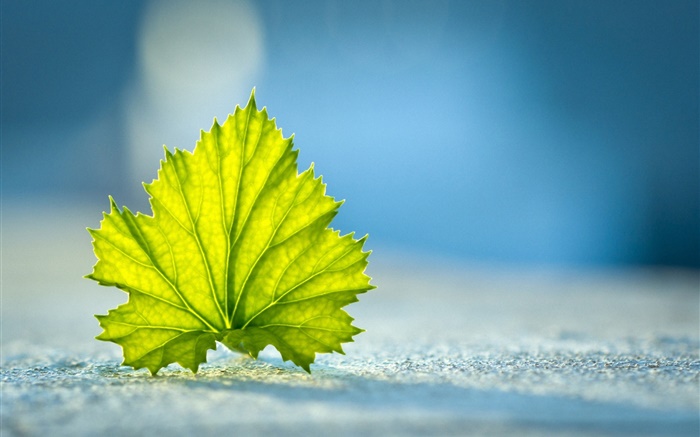 Green leaf close-up, ground Wallpapers Pictures Photos Images