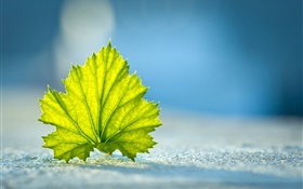 Green leaf close-up, ground HD wallpaper