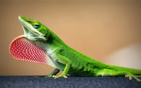 Green lizard close-up HD wallpaper