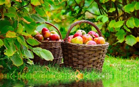 Harvest apples HD wallpaper
