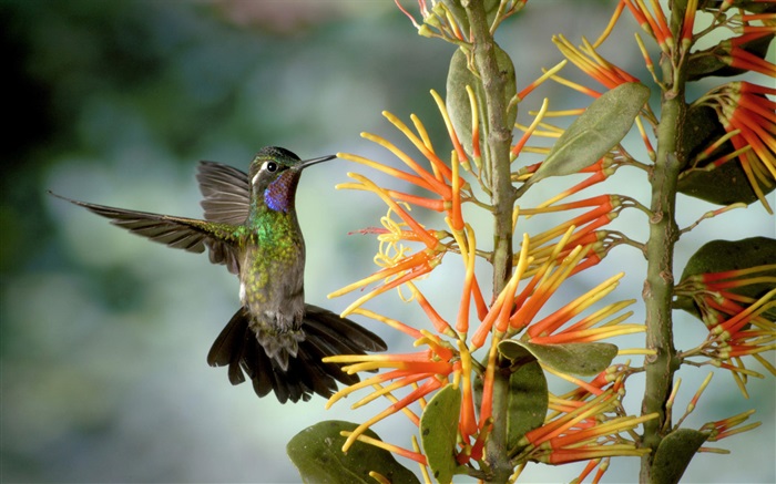 Hummingbird gather nectar Wallpapers Pictures Photos Images