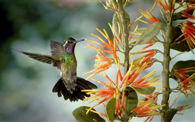 Hummingbird gather nectar HD wallpaper