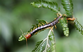 Insect close-up, centipedes