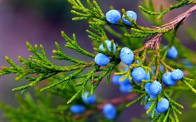 Juniper, blue berries, water drops HD wallpaper
