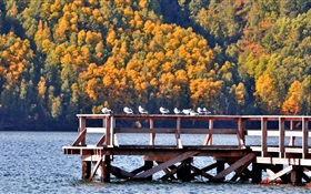 Lake Baikal, Russia, pier, birds, trees HD wallpaper