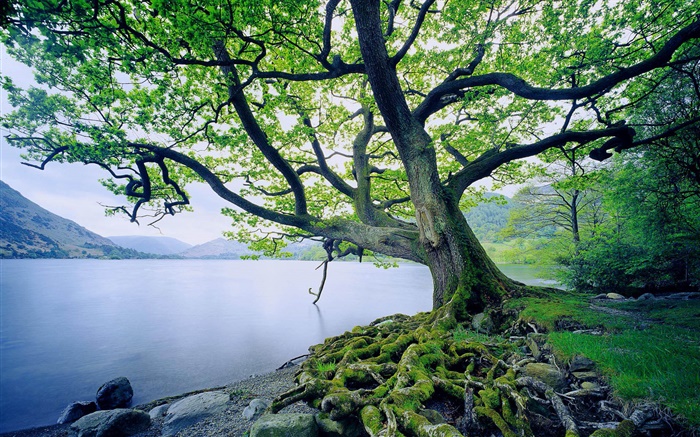 Lake, trees, summer Wallpapers Pictures Photos Images