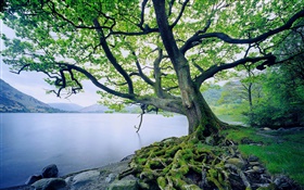 Lake, trees, summer HD wallpaper