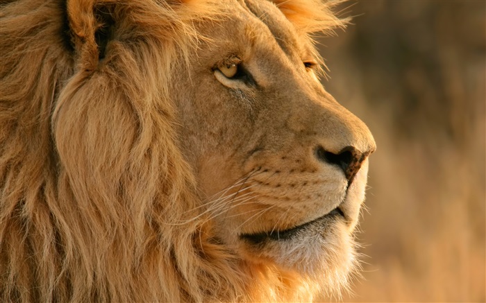 Lion face close-up Wallpapers Pictures Photos Images