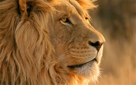 Lion face close-up HD wallpaper