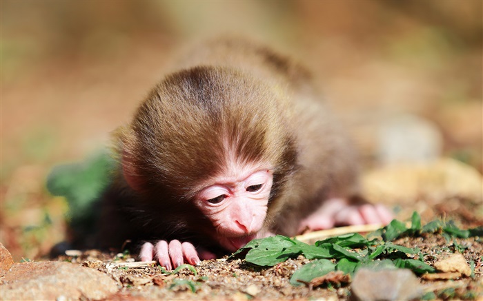 Little monkey Wallpapers Pictures Photos Images