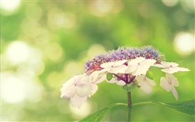 Little white flowers, green background HD wallpaper