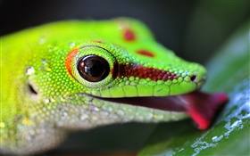 Lizard head close-up HD wallpaper