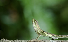 Lizard look up HD wallpaper