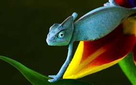Lizard on flower
