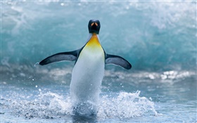 Lonely Antarctic penguin HD wallpaper