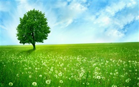 Lonely tree, spring, prairie HD wallpaper