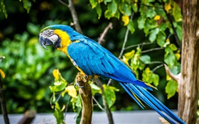 Lovely blue feather parrot HD wallpaper