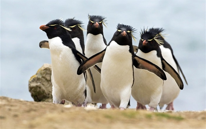 Many penguins Wallpapers Pictures Photos Images