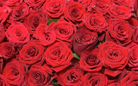 Many red rose flowers HD wallpaper