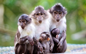 Monkey family, mother, baby HD wallpaper