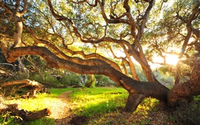 Nature scenery, tree, grass, morning, sunrise HD wallpaper