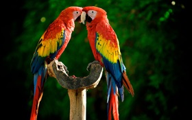 One pair of parrots HD wallpaper