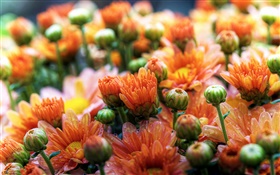 Orange daisies flowers HD wallpaper