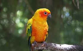Orange feather parrot HD wallpaper