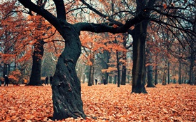 Park, trees, red leaves on the ground HD wallpaper