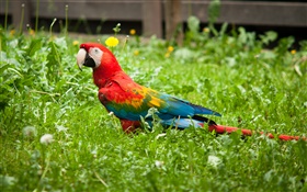 Parrot in the grass HD wallpaper