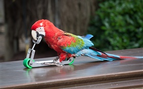 Parrot play skateboarding HD wallpaper