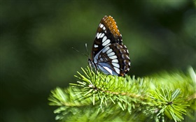Pine twigs, butterfly HD wallpaper