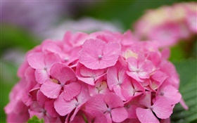 Pink hydrangea flowers HD wallpaper