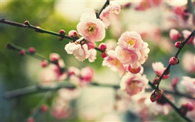 Pink plum flowers, bokeh HD wallpaper