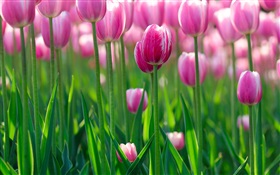 Pink tulip flowers, dawn HD wallpaper