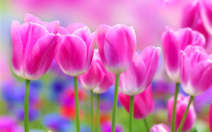 Pink tulips flowers, blur background Wallpapers Pictures Photos Images