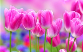 Pink tulips flowers, blur background HD wallpaper