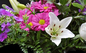 Pink white flowers close-up HD wallpaper
