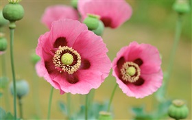 Poppies flowers macro photography HD wallpaper