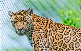 Predators, jaguar, look HD wallpaper