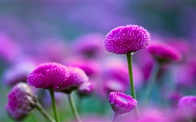Purple flowers and fuzzy