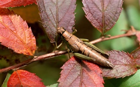 Purple leaves, grasshopper HD wallpaper