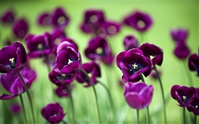 Purple tulip flowers, green background HD wallpaper