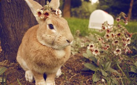 Rabbit and flowers HD wallpaper
