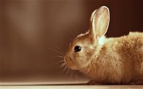 Rabbit close-up HD wallpaper